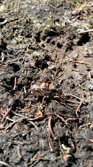 Cyphoderris monstrosa