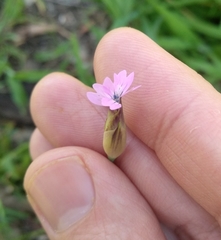 Petrorhagia nanteuilii