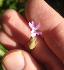 Petrorhagia nanteuilii