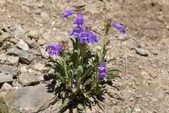 Penstemon hallii