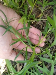 Petrorhagia nanteuilii