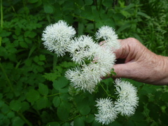 Thalictrum aquilegiifolium sibiricum