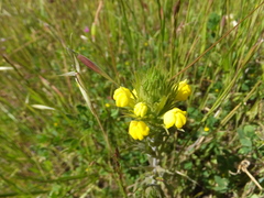 Castilleja rubicundula lithospermoides