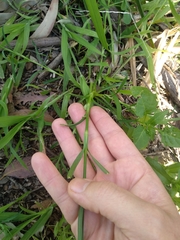 Petrorhagia nanteuilii