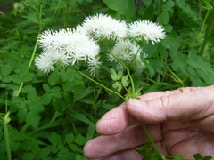 Thalictrum aquilegiifolium sibiricum