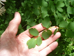 Thalictrum aquilegiifolium sibiricum
