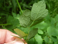 Thalictrum aquilegiifolium sibiricum
