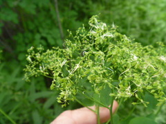 Thalictrum aquilegiifolium sibiricum