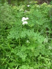 Thalictrum aquilegiifolium sibiricum