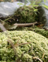 Sphagnum compactum