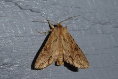 Ichneutica mollis