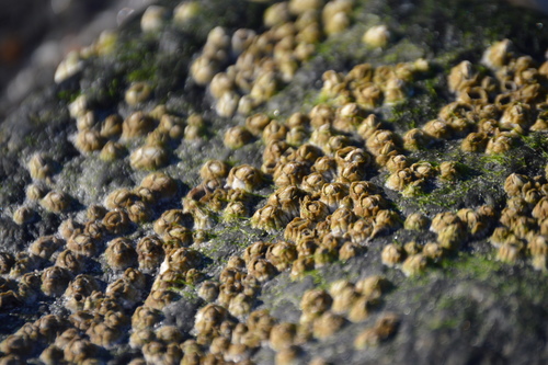 Northern Acorn Barnacle