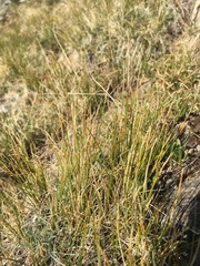 Carex elynoides