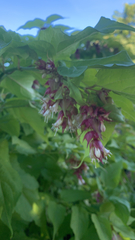 Leycesteria formosa