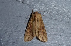 Ichneutica mollis
