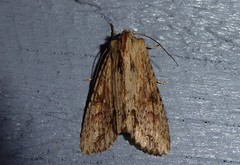 Ichneutica mollis