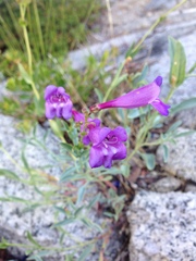 Penstemon heterodoxus