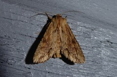Ichneutica mollis