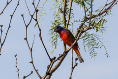 Passerina ciris pallidior