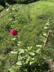 Alcea rosea