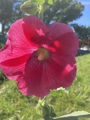 Alcea rosea