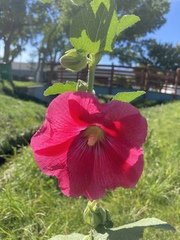 Alcea rosea