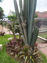 Angiospermae
