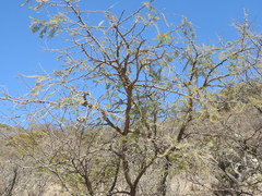Vachellia pennatula