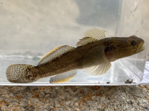 Shimofuri Goby