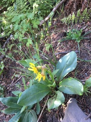 Senecio amplectens holmii