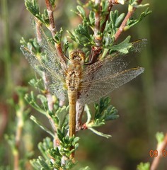 Sympetrum pallipes