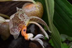 Stanhopea oculata