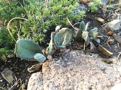 Senecio taraxacoides