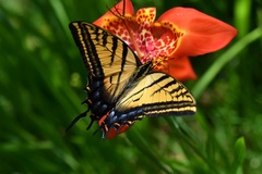 Papilio multicaudata grandiosus