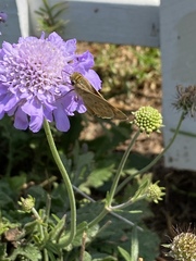 Hylephila phyleus