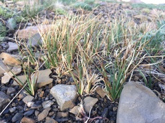 Carex rupestris