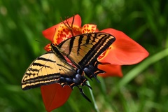 Papilio multicaudata grandiosus