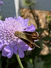 Hylephila phyleus