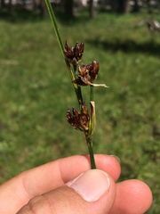 Juncus castaneus