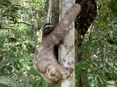 Bradypus variegatus trivittatus