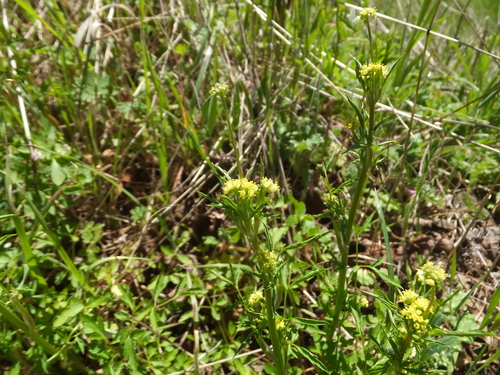 iNaturalist observation photo of Poison sanicle