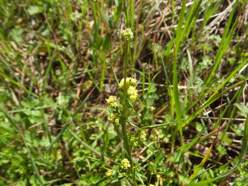 iNaturalist observation photo of Poison sanicle