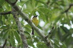 Todirostrum chrysocrotaphum