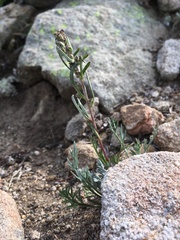 Artemisia scopulorum