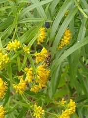 Vespula vidua
