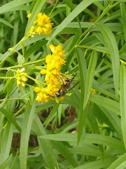 Vespula vidua