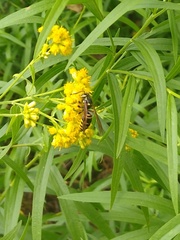 Vespula vidua