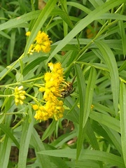 Vespula vidua