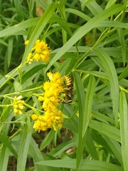 Vespula vidua