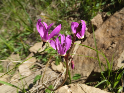 iNaturalist observation photo of Henderson's shooting star